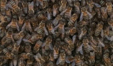 İstanbul’da arı kâbusu: Vatandaşlar tedirgin